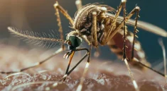 japanese encephalitis