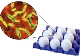 salmonella pada telur