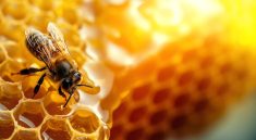 manfaat propolis