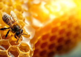 manfaat propolis