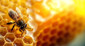 Propolis dan Manfaatnya untuk Alergi