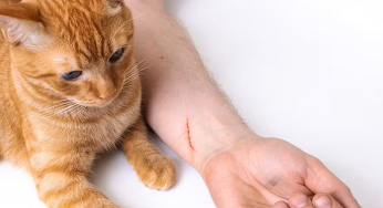 Pakar IPB: Cakaran Kucing Bisa Menularkan Rabies, Ini Cara Mengatasinya