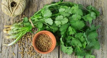 Daun Ketumbar: Herba Kontroversial dengan Segudang Manfaat