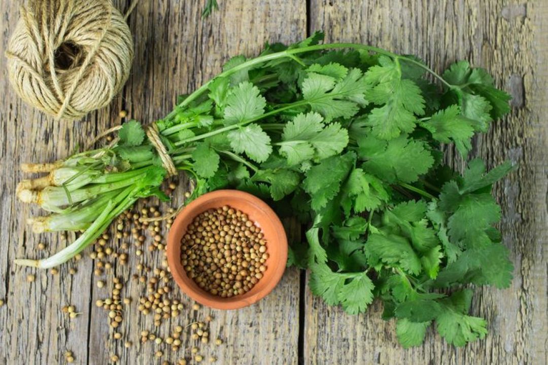 daun ketumbar